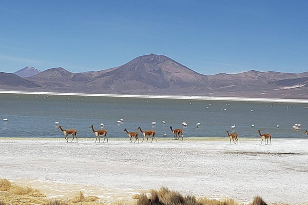 #35 - Aurore en Amérique du sud : 3 pays en 5 ans, les dessous d'une vie d'expat et la magie du désert d'Atacama