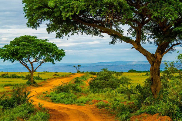 #Top10 - Madagascar : les meilleurs tips de Marie, MyTraveldreams, pour découvrir l'île