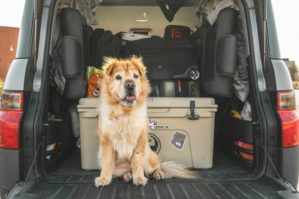 Voyager avec son chien : le guide ultime 2026