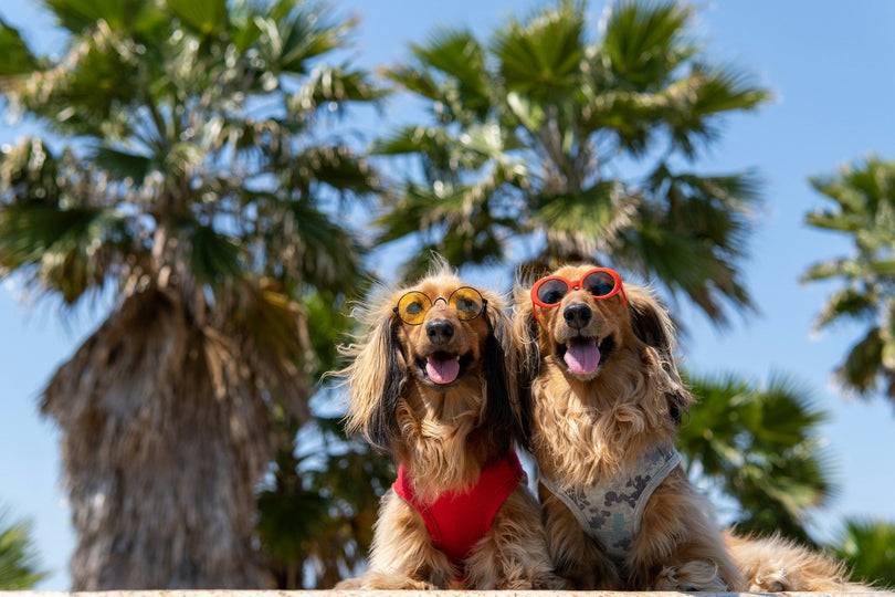 Partir en vacances avec son chien : des adresses vraiment pet-friendly, du village vacances au 5 étoiles