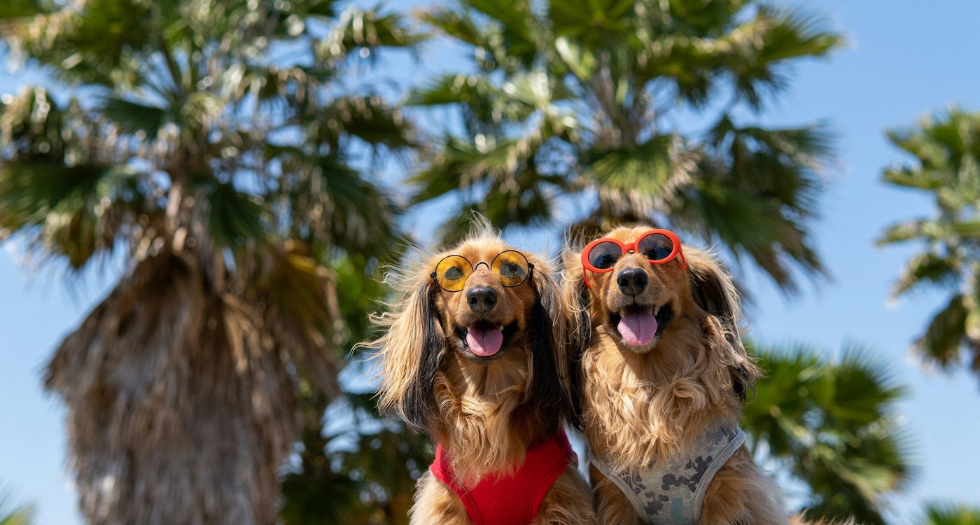 Partir en vacances avec son chien : des adresses vraiment pet-friendly, du village vacances au 5 étoiles
