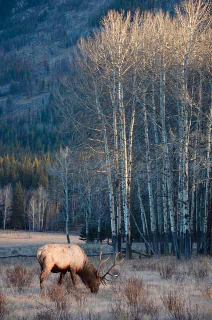 Johnston Canyon Lodge & Bungalows